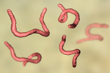Fototapeta premium Parasitic hookworm Ancylosoma, 3D illustration. Ancylostoma duodenale can infect humans, dogs and cats, its head has several tooth-like structures