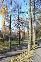 autumn in the park