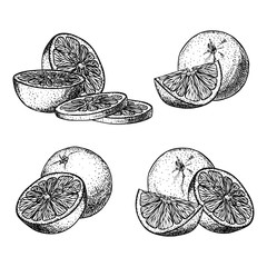 Set of illustrations with Orange in engraving stile. Fruits in different patrs and positions. Sweet and fresh fruit elements for menu, greeting cards, wrapping paper, cosmetics packaging, labels, tags