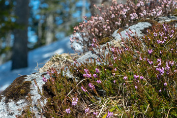 Schneeheide im Bergwald in der Sonne bie Schneeschmelze