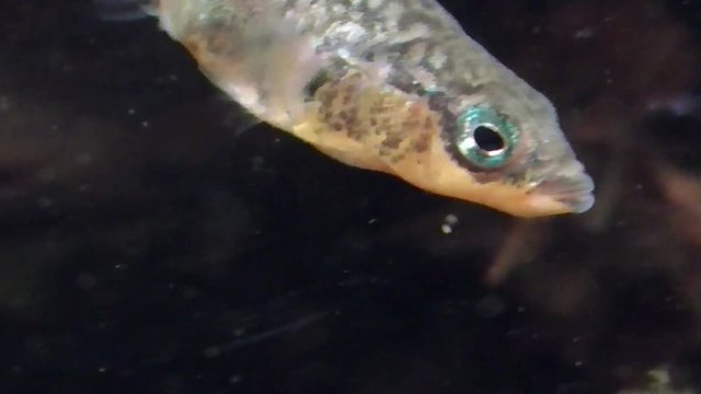 Dreistachliger Stichling, &nbsp;Three-spined stickleback, Gasterosteus aculeatus