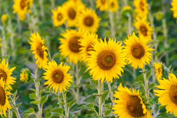  landscape nature with a sunflowers field in Thailand , sunflower blooming