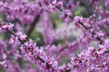 Obraz premium Closeup of flowering cherry blossom tree with copy space