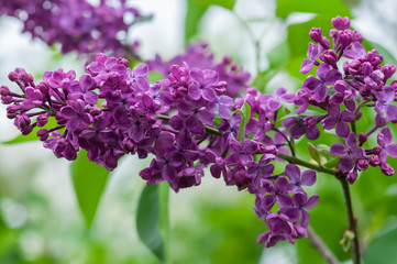 Fototapeta na wymiar Purple lilac in the garden