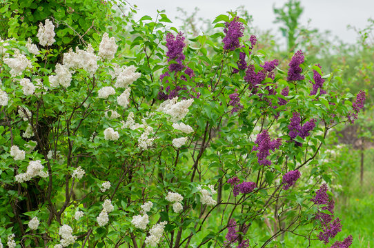 Blooming purple lilac branches "Syringa vulgaris Andenken an Ludwig Spath" and blooming white lilac branches "Syringa vulgaris Madame Lemoine" on green background in the garden