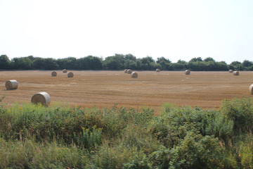 Obraz premium The fields and forests of the Czech Republic in August day