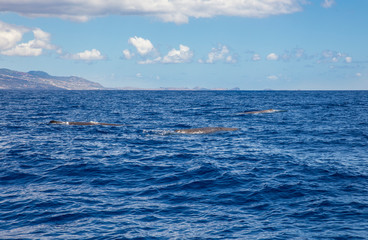 The sperm whale (Physeter macrocephalus) or cachalot is the largest of the toothed whales and the largest toothed predator. Group swimming in ocean water, nature outdoors in Atlantic ocean, Madeira.