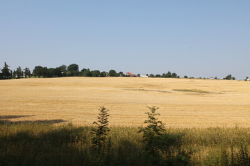 Fototapeta na wymiar The fields and forests of the Czech Republic in August day