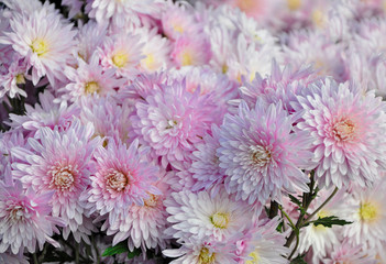 Bouquet of delicate pink flowers of Chrysanthemum with drops of dew in the Sun