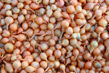 Onion seedlings. Background from a small yellow onion, ready for planting	