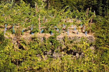 Weinberge bei Seixal auf Madeira