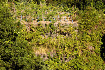 Weinberge bei Seixal auf Madeira