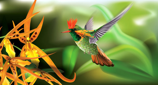 Hummingbird Tufted Coquette Lophornis Ornatus Over Yellow Orchids