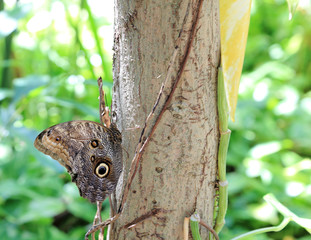 An Owl Butterfly (Caligo memnon) clings to the side of a tree at The Butterfly Farm, located in Palm Beach, Aruba.