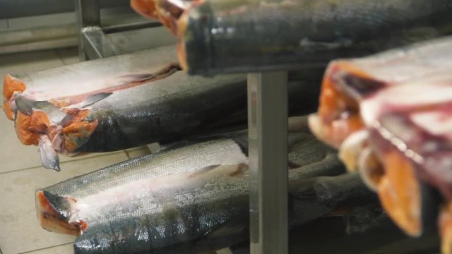 defrosting salmon 4