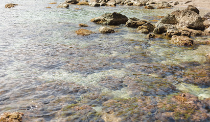 Summer, spring Background. Flowers. Nature Background. Yellow Flowers on green