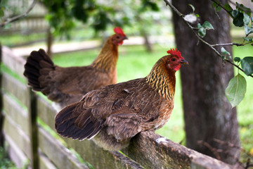 rooster on a farm