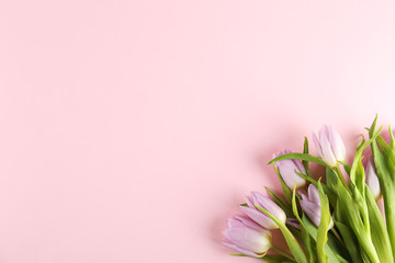 Multy purpose fresh flower composition, bouquet of purple tulips. International Women's day, mother's day greeting concept. Copy space, close up, top view, flat lay, background.