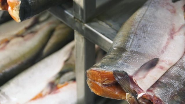 defrosting salmon 7