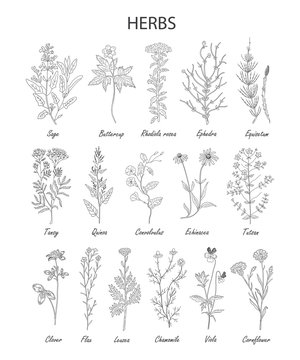 Hand drawn herbs and wild flowers collection isolated