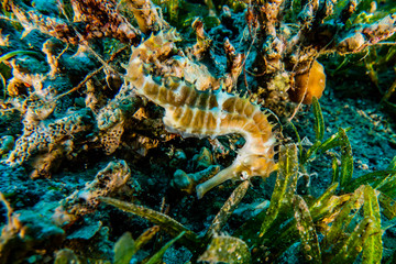 Sea ​​horse in the Red Sea Colorful and beautiful, Eilat Israel