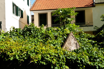 Weinberge bei Seixal auf Madeira