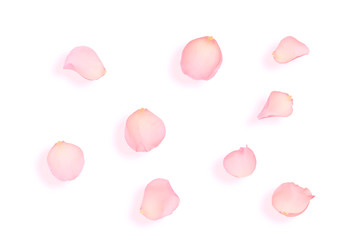 pink rose petals isolated on white background