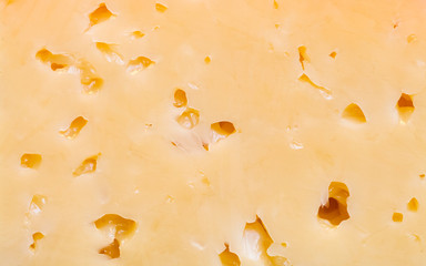 A piece of Russian cheese with holes close-up. 
