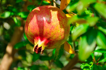 Ripe juicy pomegranate fruit grows on a tree with green leaves in the garden