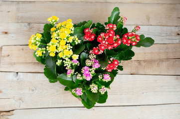 Multicolored flowers yellow, red, pink Kalanchoe on a wooden background in flower pot.