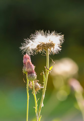 Distel