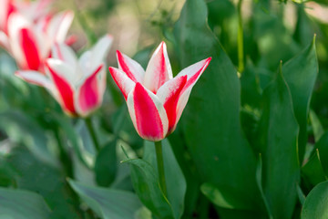 pinocchio tulip 