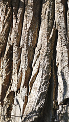 Obraz premium Corteza de árbol para fondos y textures