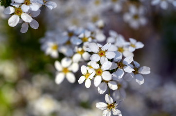 Winzige weiße Blüten im Frühling
