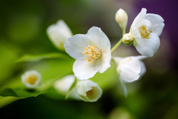 Fototapeta na wymiar Flowering branch on the framed background. Closeup flowers. Chibushnik in bloom.