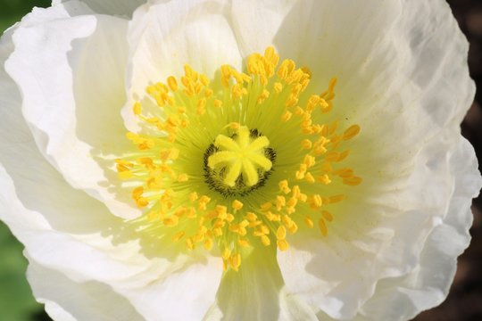 Macro shot of a white poppy seed flower with its yellow stamen and pistil