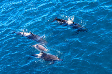 Long-Finned Pilot Whales in the Southern Atlantic Ocean