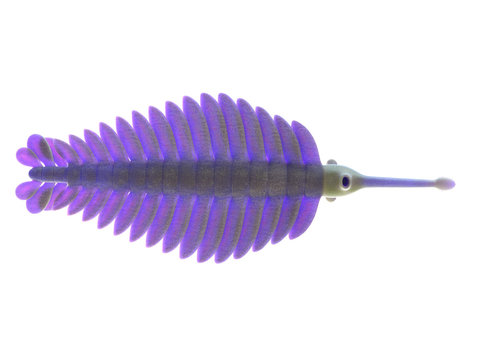 3d Rendered Illustration Of An Opabinia