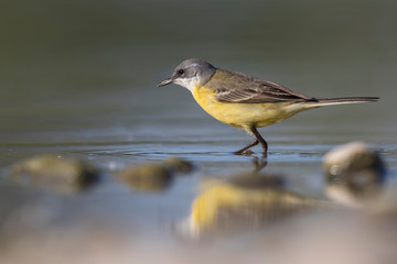 Wagtails