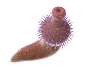 3d rendered illustration of an Ottoia