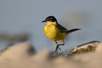 Wagtails