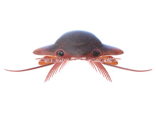 3d rendered illustration of a Sanctocaris
