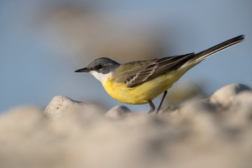 Wagtails