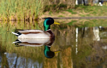 Erpel im Botanischen Garten