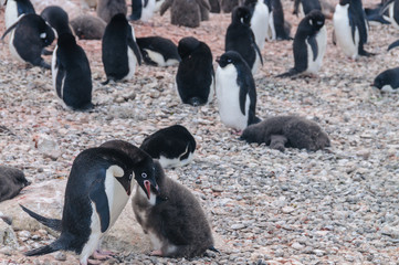 Adelie Penguin couple feeding their chick © Goldilock Project