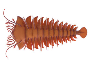 3d rendered illustration of a Sanctocaris