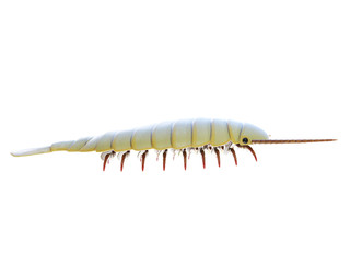 3d rendered illustration of a Sidneyia