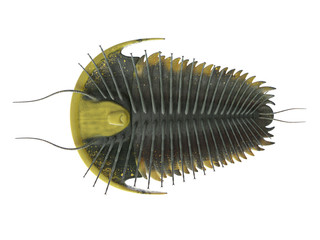 3d rendered illustration of a Trilobite