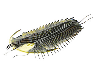 3d rendered illustration of a Trilobite