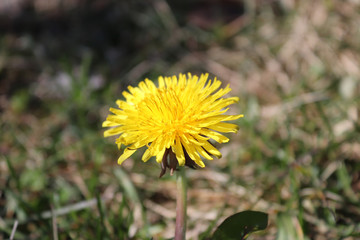 Yellow flower - Image
